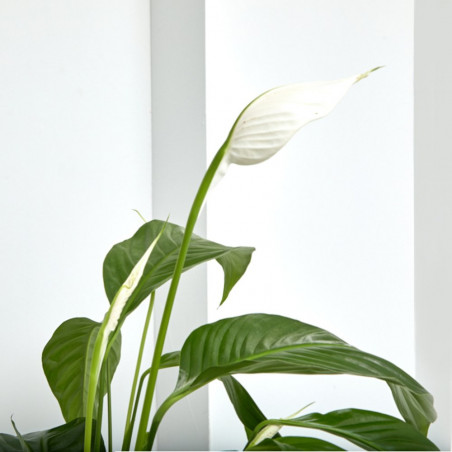 SPATHIPHYLLUM