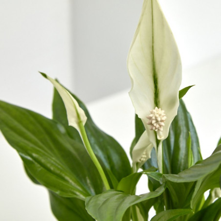 SPATHIPHYLLUM