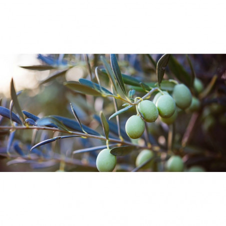 OLIVO VARIEDADES