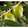 OLIVO VARIEDADES