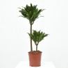 DRACENA COMPACTA
