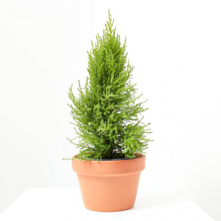 CIPRÉS CUPRESSUS MACROARPA GOLD CREST