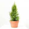 CIPRÉS CUPRESSUS MACROARPA GOLD CREST