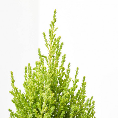 CIPRÉS CUPRESSUS MACROARPA GOLD CREST