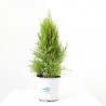 CIPRÉS CUPRESSUS MACROARPA GOLD CREST