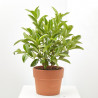 VIBURNUM LUCIDUM