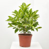 VIBURNUM LUCIDUM