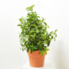 VIBURNUM LUCIDUM