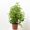 VIBURNUM LUCIDUM