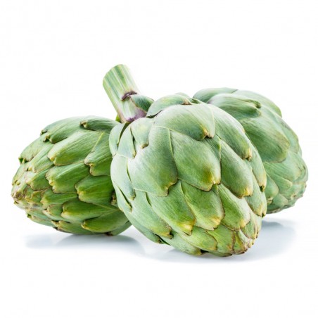 ALCACHOFA VERDE EN MACETA