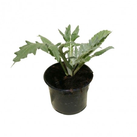ALCACHOFA VERDE EN MACETA