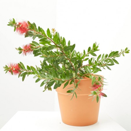 CALLISTEMON
