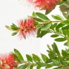 CALLISTEMON