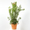 CALLISTEMON