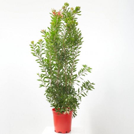 CALLISTEMON