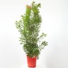 CALLISTEMON
