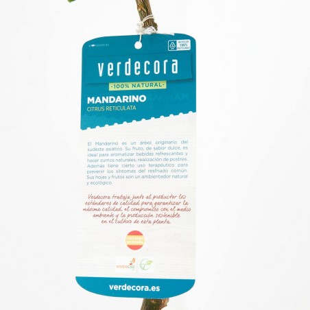 MANDARINO