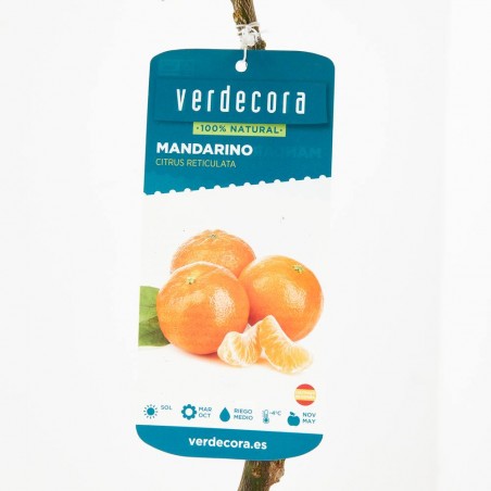 MANDARINO