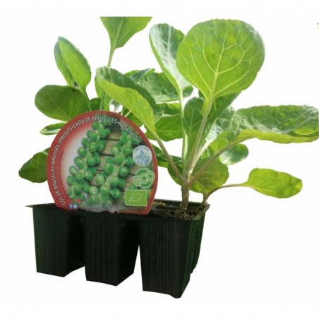 COL DE BRUSELAS EN MACETA