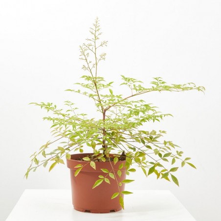 NANDINA - BAMBU SAGRADO