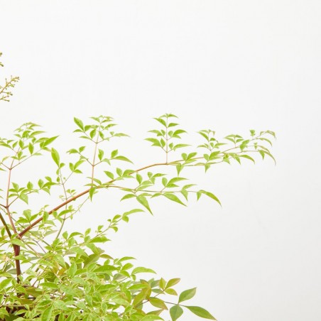 NANDINA - BAMBU SAGRADO