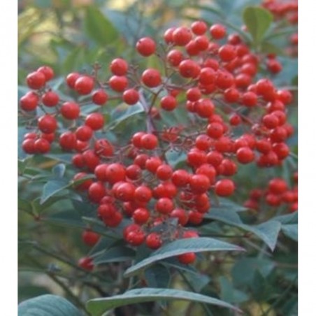 NANDINA - BAMBU SAGRADO