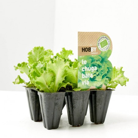 LECHUGA BATAVIA EN MACETA