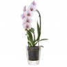 MACETERO ORQUÍDEA 12,5CM TRANSPARENTE