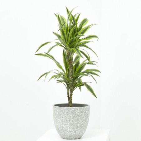 DRACENA LEMON LIME