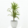 DRACENA LEMON LIME