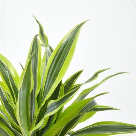 DRACENA LEMON LIME