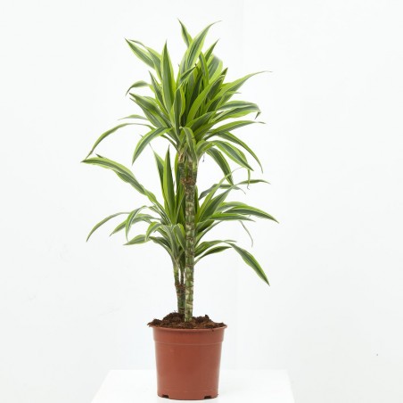 DRACENA LEMON LIME