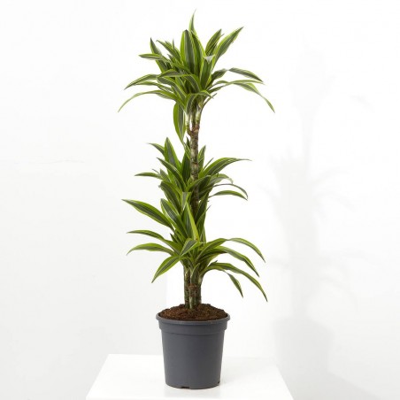 DRACENA LEMON LIME