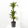 DRACENA LEMON LIME