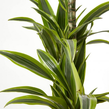 DRACENA LEMON LIME