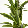 DRACENA LEMON LIME