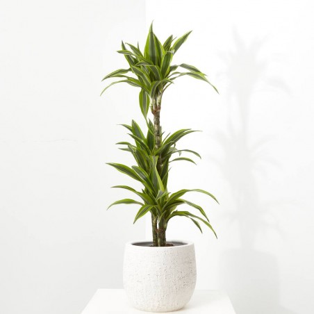 DRACENA LEMON LIME