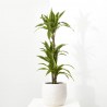 DRACENA LEMON LIME