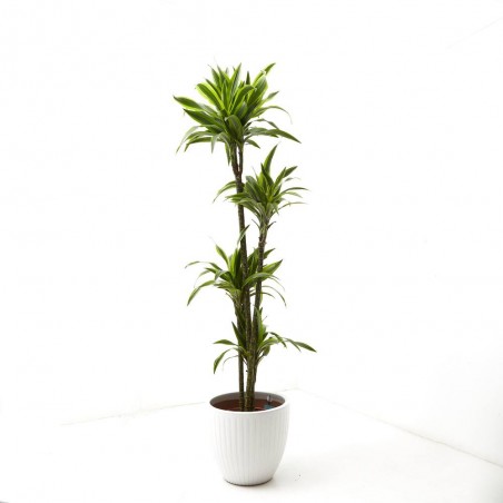 DRACENA LEMON LIME