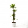 DRACENA LEMON LIME