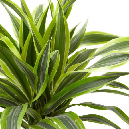 DRACENA LEMON LIME