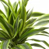 DRACENA LEMON LIME