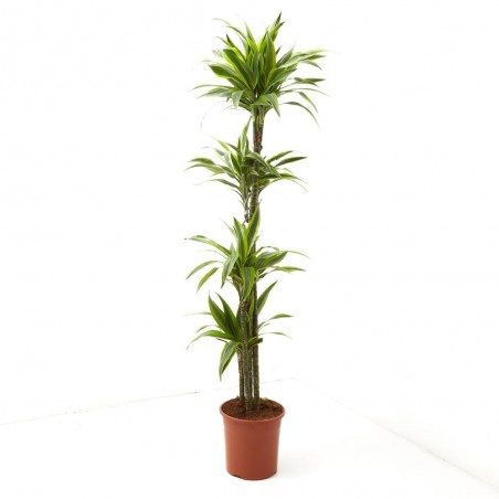 DRACENA LEMON LIME