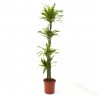 DRACENA LEMON LIME