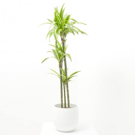 DRACENA LEMON LIME
