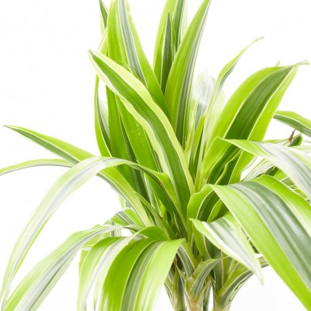 DRACENA LEMON LIME