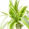 DRACENA LEMON LIME