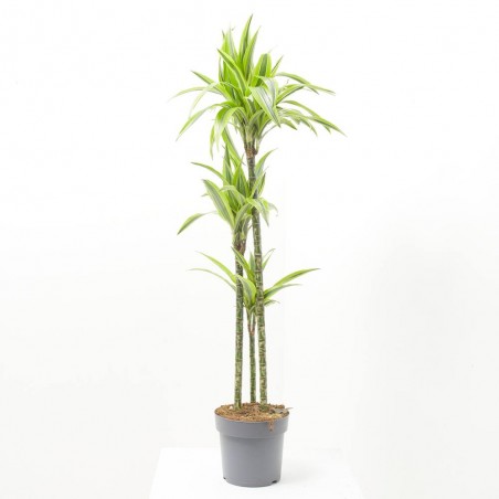 DRACENA LEMON LIME