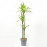 DRACENA LEMON LIME