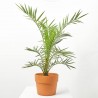 PALMERA CANARIA